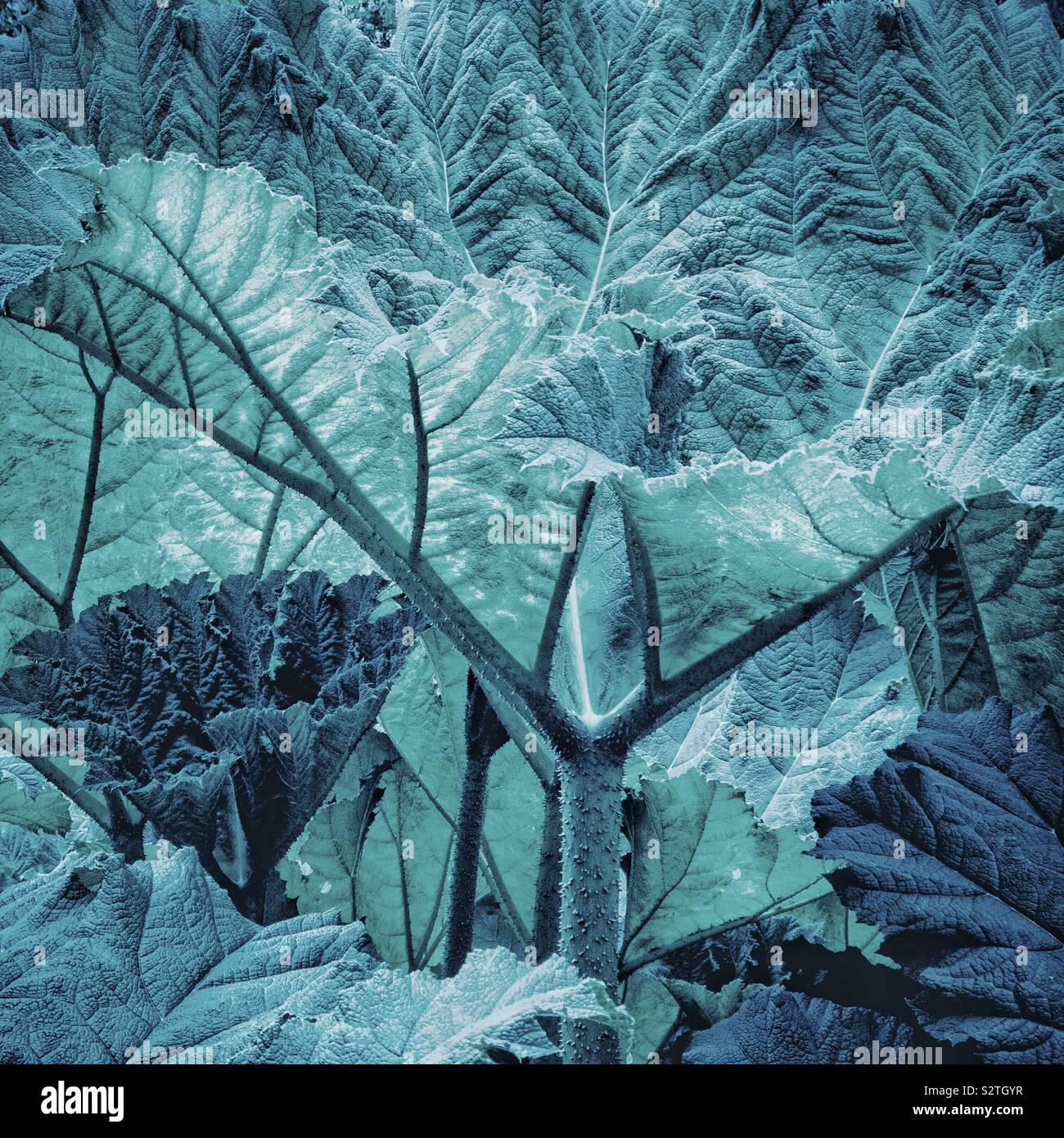 Foglie di Gunnera manicata, digital argenteo tono blu. Foto Stock