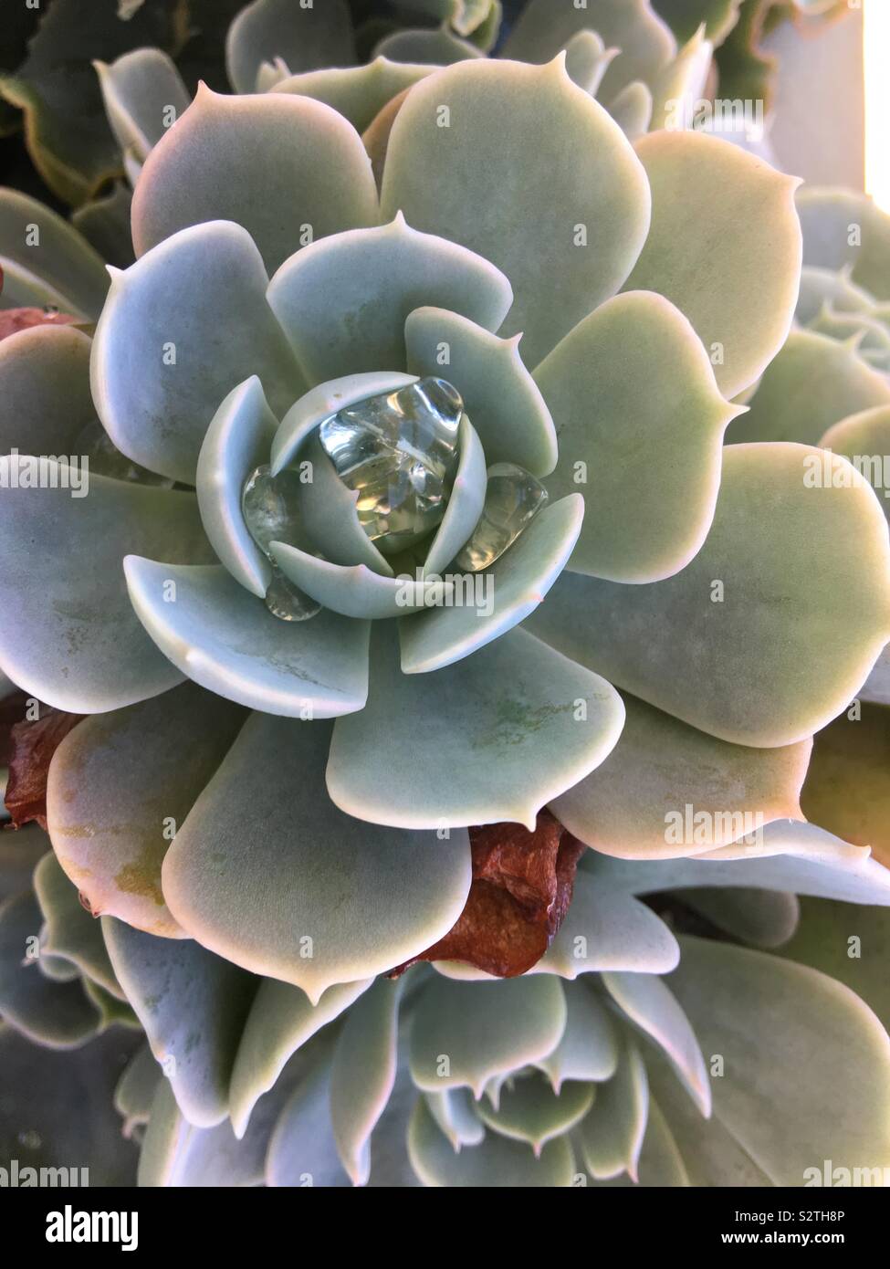 Dettaglio di tropicale di piante succulente con piccole gocce di acqua intrappolata nel centro Foto Stock