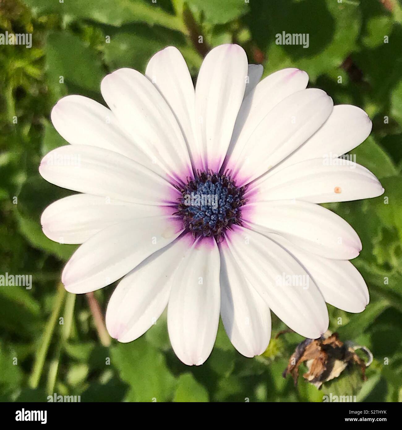 Grazioso fiore bianco con delicati dettagli viola, contro uno sfondo verde. Foto Stock