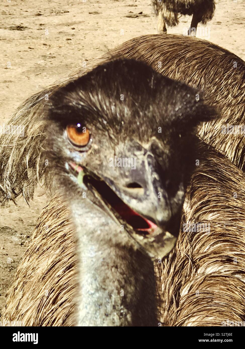 L'UEM. Secondo più grande uccello vivo da altezza Foto Stock