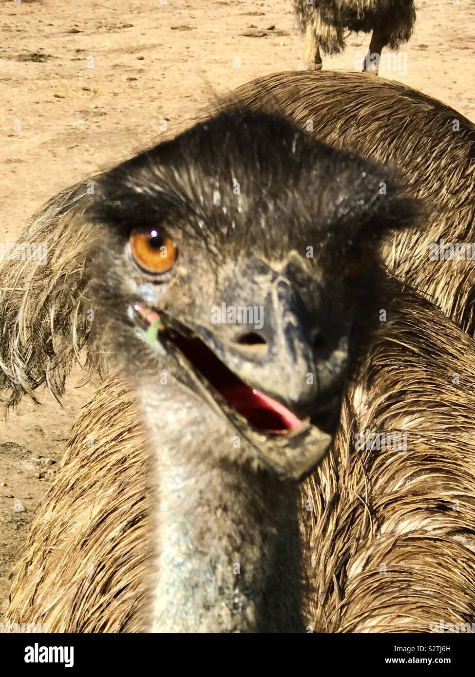 Emu Foto Stock