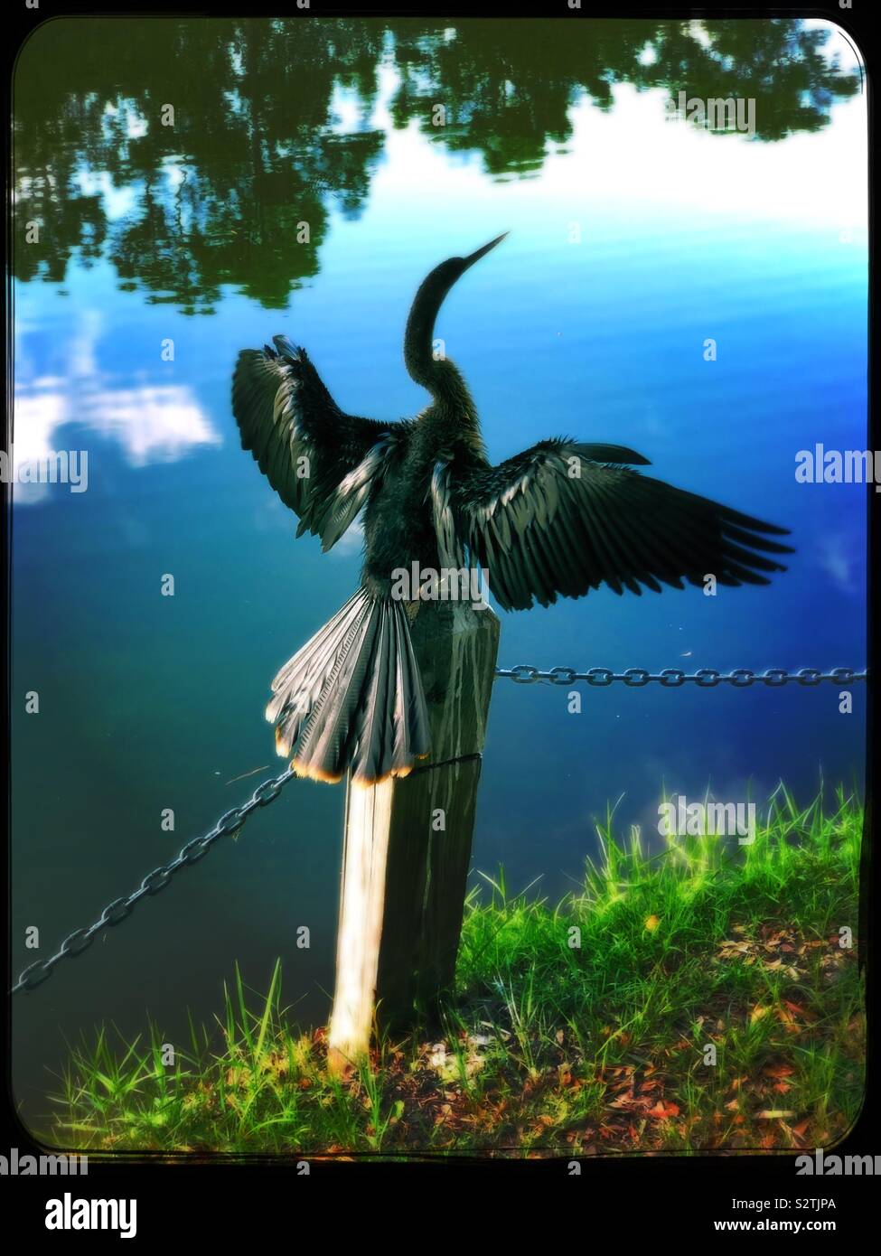 Anhinga asciugando le sue ali Foto Stock