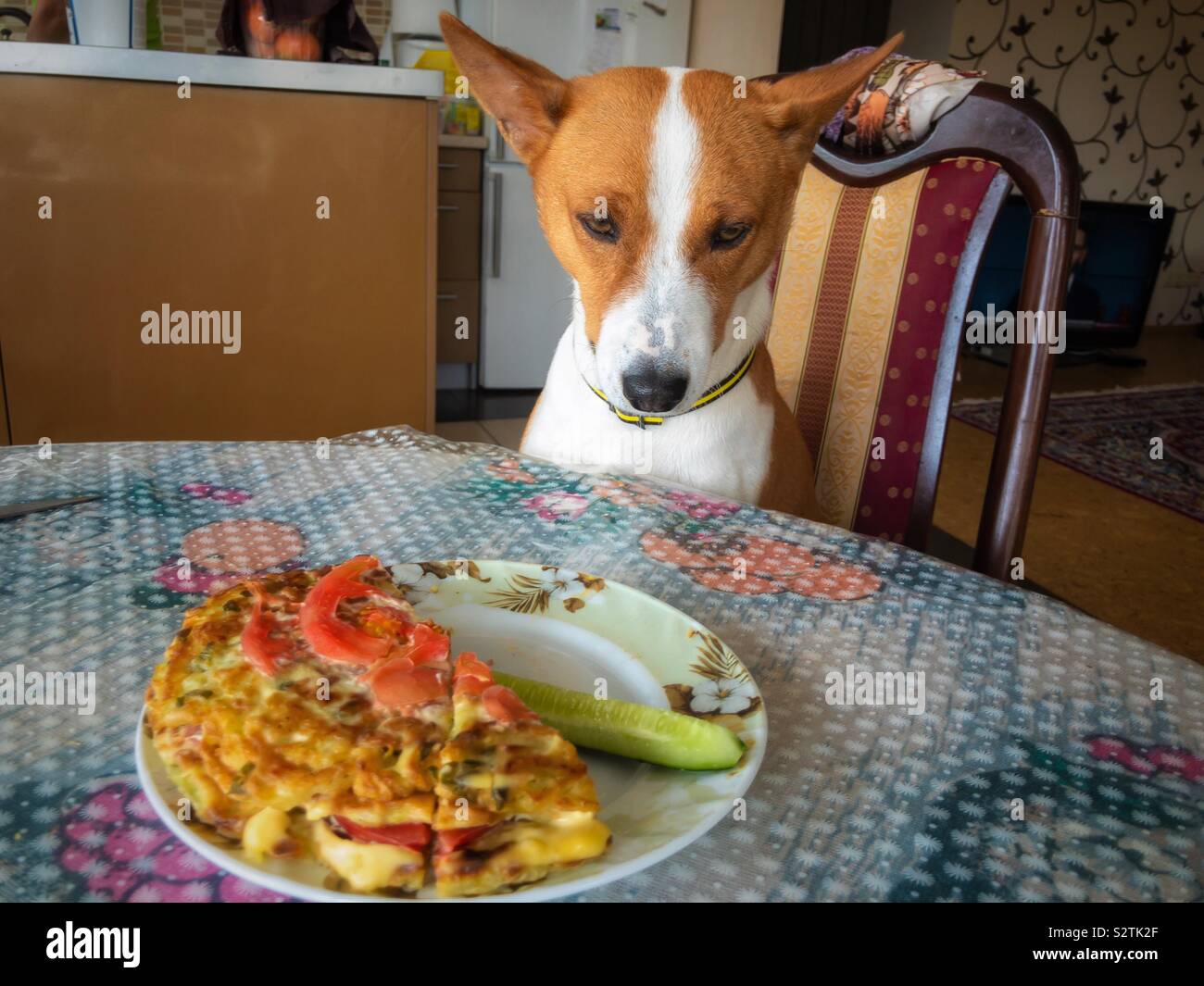Fame basenji cane seduti al tavolo per la cena e guardando con tristezza il cibo umano sulla piastra Foto Stock