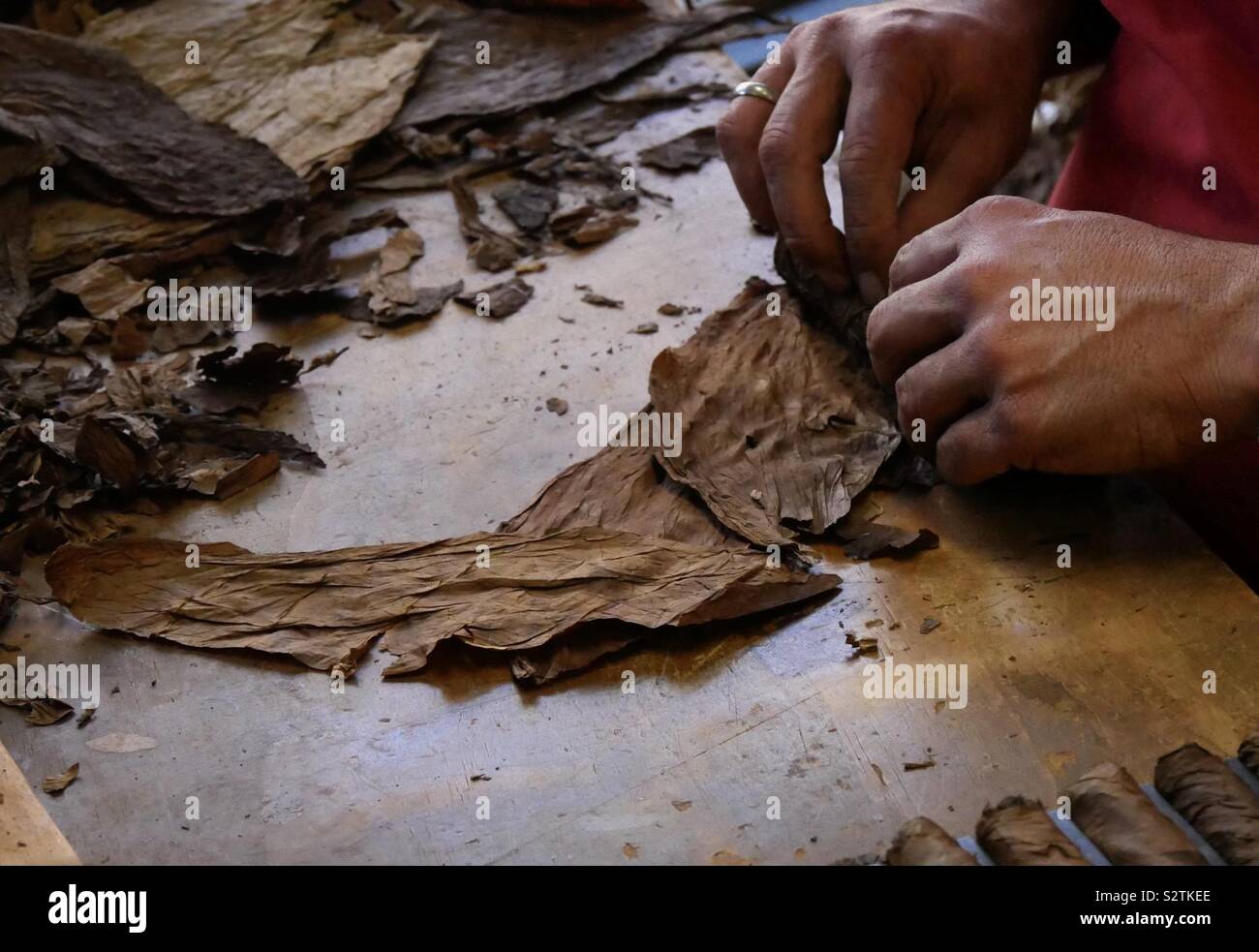 Mani il tabacco da arrotolare in un sigaro con una linea completa di sigari in primo piano Foto Stock