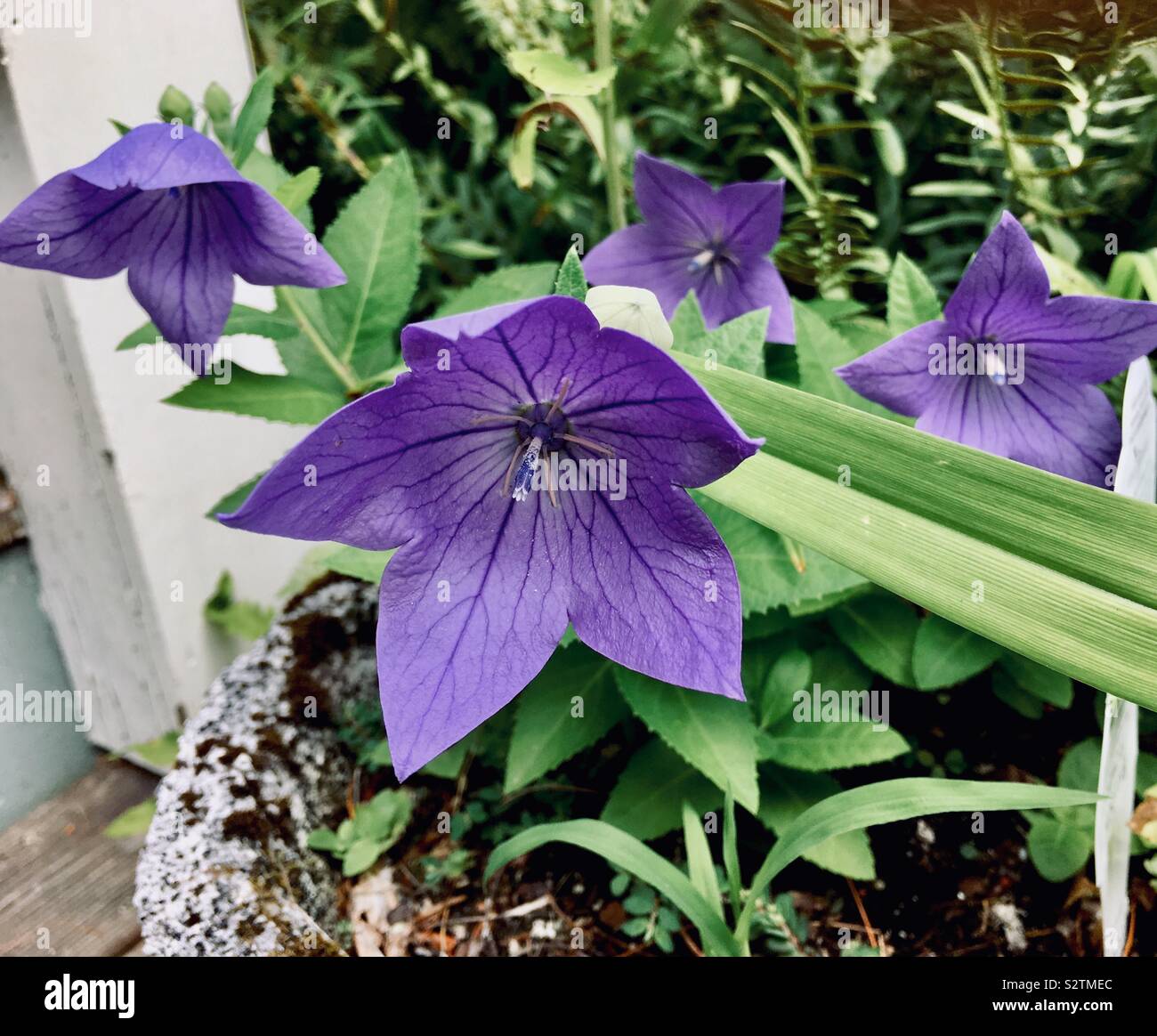 Star gazers Foto Stock