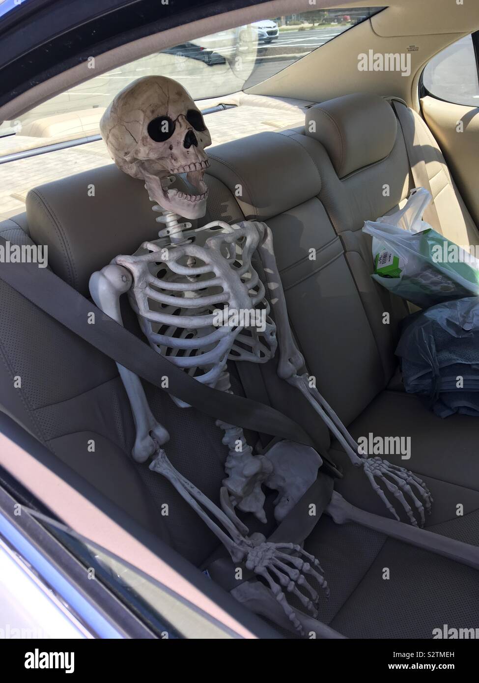 Random scheletro divertenti strapped nel retro di un automobile Foto Stock