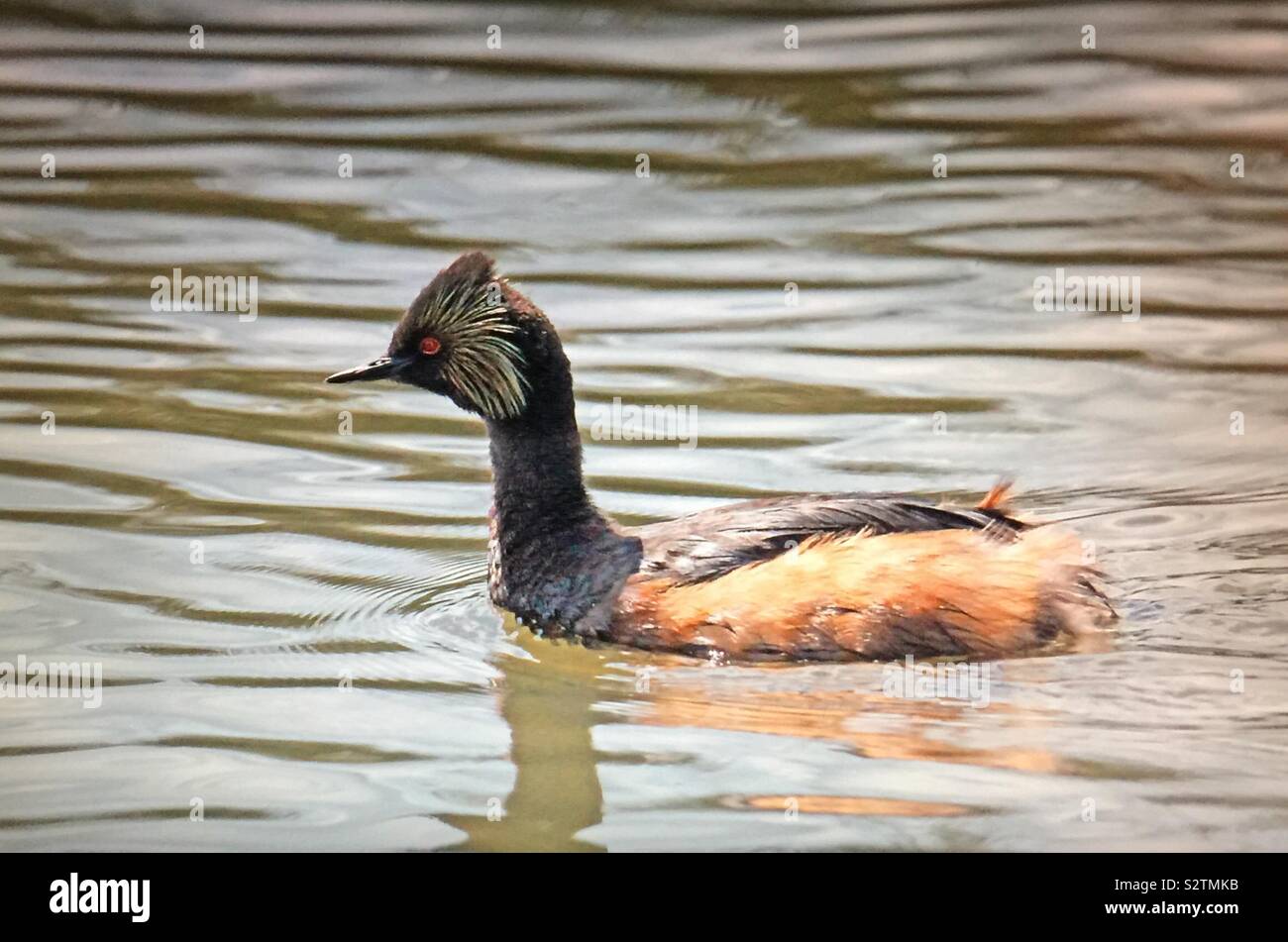 Uccelli del Nord America, Eared svasso, (Podiceps nigricollis) - Immagine stock catturata con smartphone