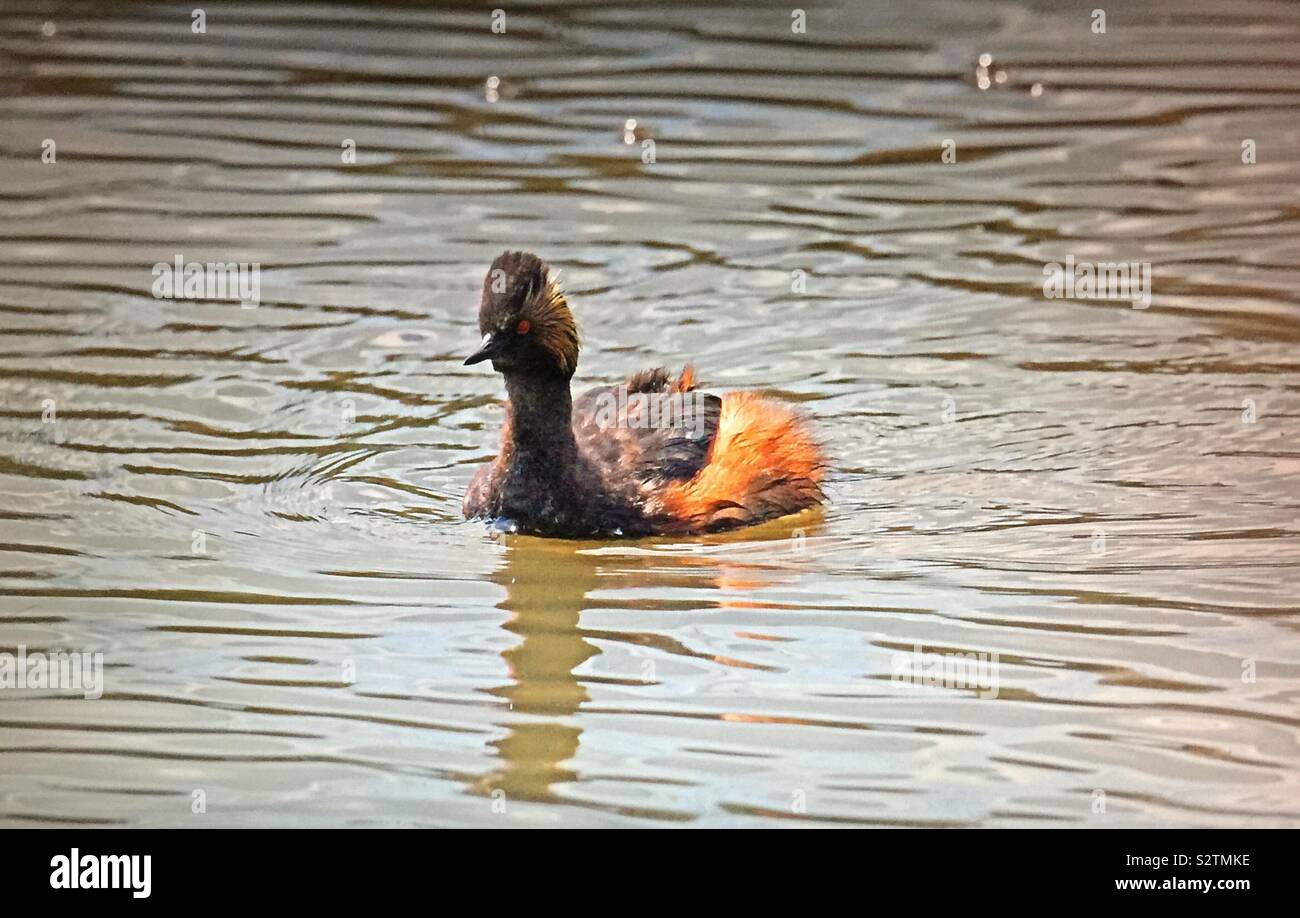 Uccelli del Nord America, Eared svasso, (Podiceps nigricollis) - Immagine stock catturata con smartphone