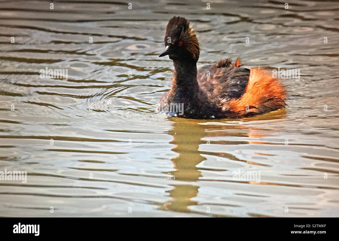 Uccelli del Nord America, Eared svasso, (Podiceps nigricollis) - Immagine stock catturata con smartphone