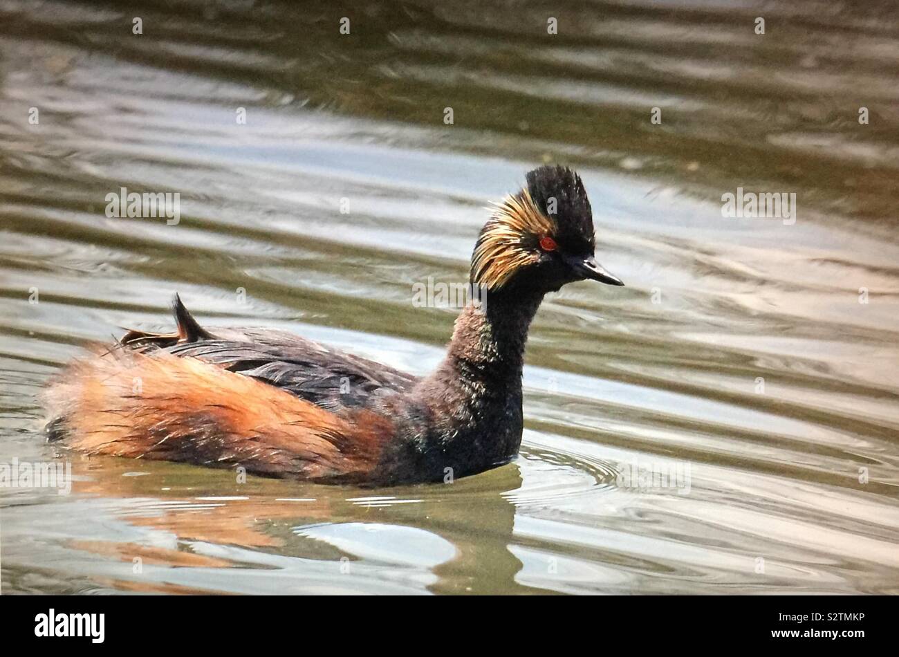 Uccelli del Nord America, Eared svasso, (Podiceps nigricollis) - Immagine stock catturata con smartphone