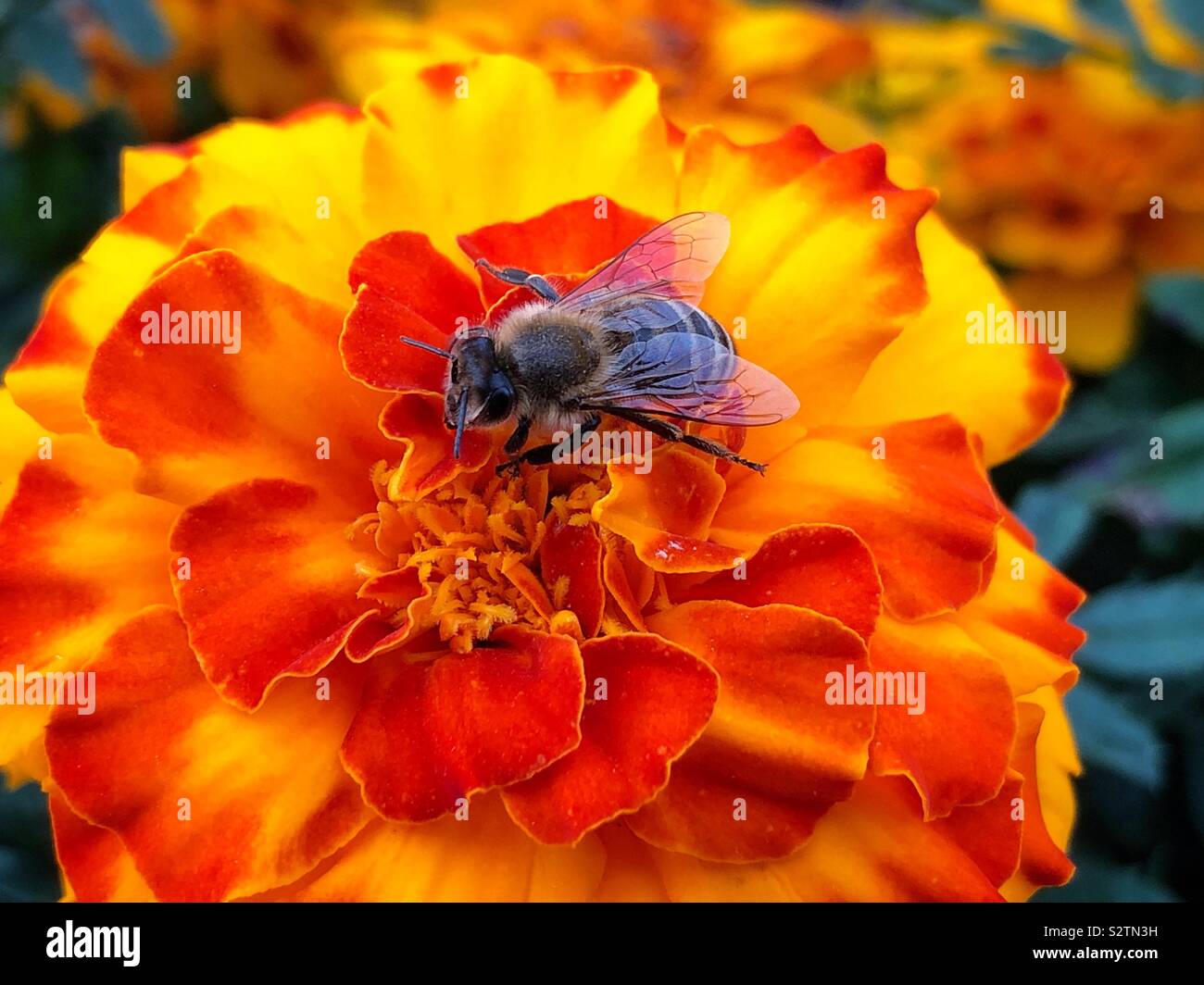 Close up di un miele delle api su Calendula (Tagetes) fiore Foto Stock