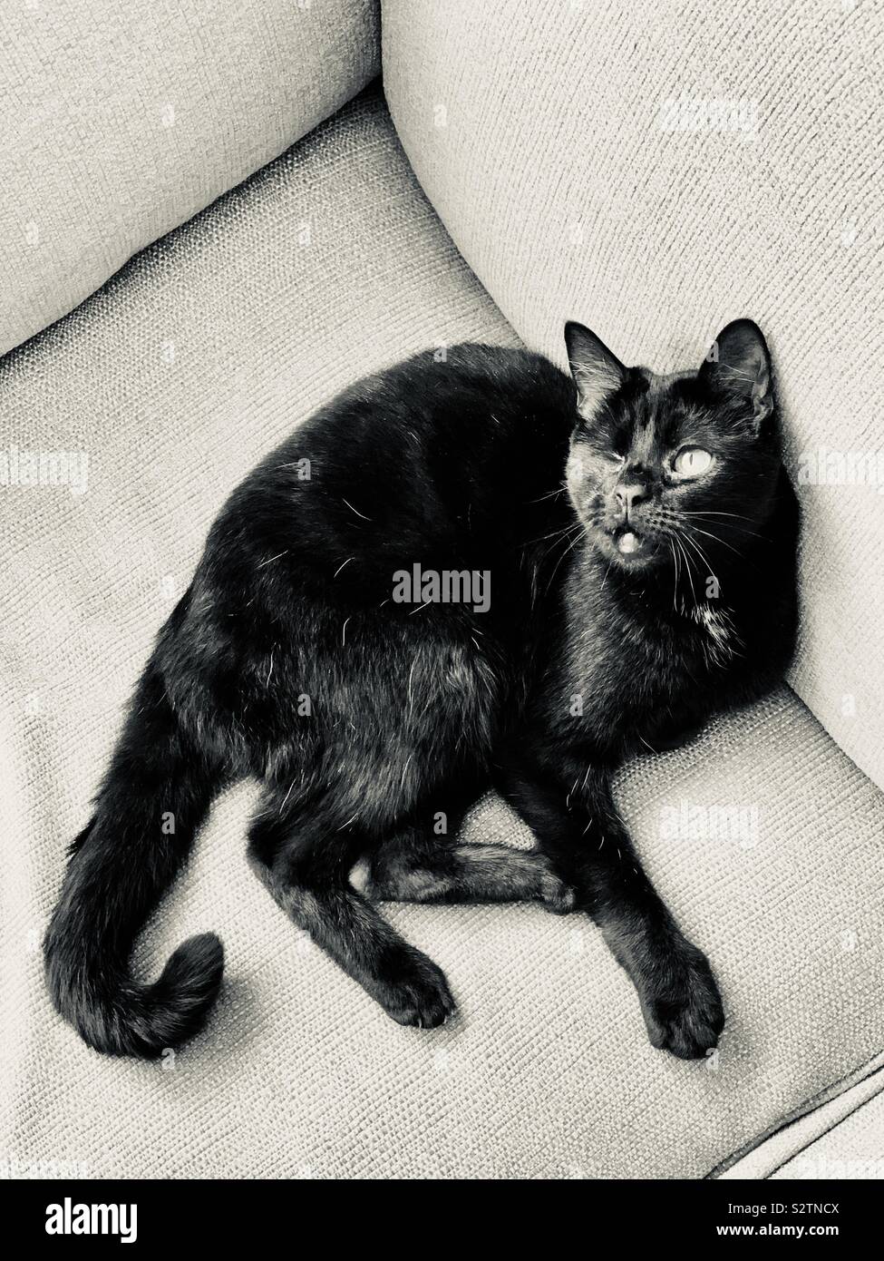 Salvataggio gatto con un occhio - foto in bianco e nero Foto Stock