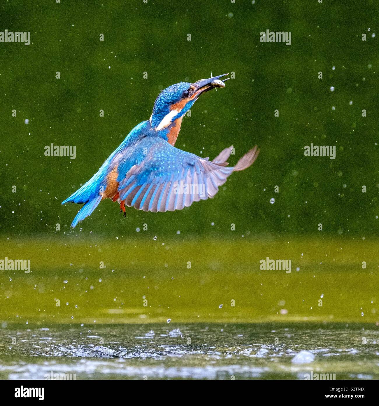 Un maschio di kingfisher lasciando un laghetto con un pesce in bocca Foto Stock