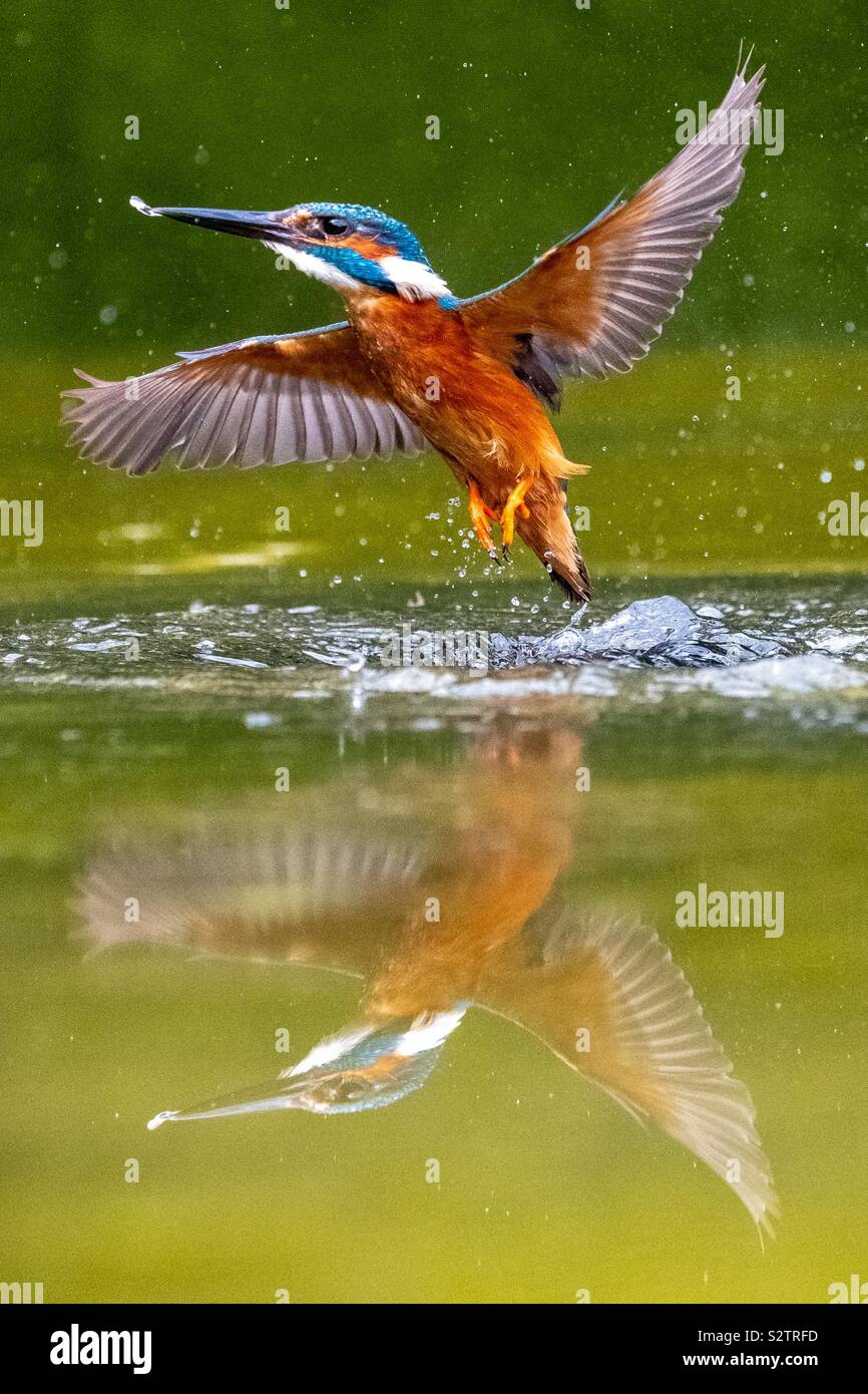 Kingfisher alcedinidae, lasciando una piscina di acqua senza un pesce con una riflessione Foto Stock