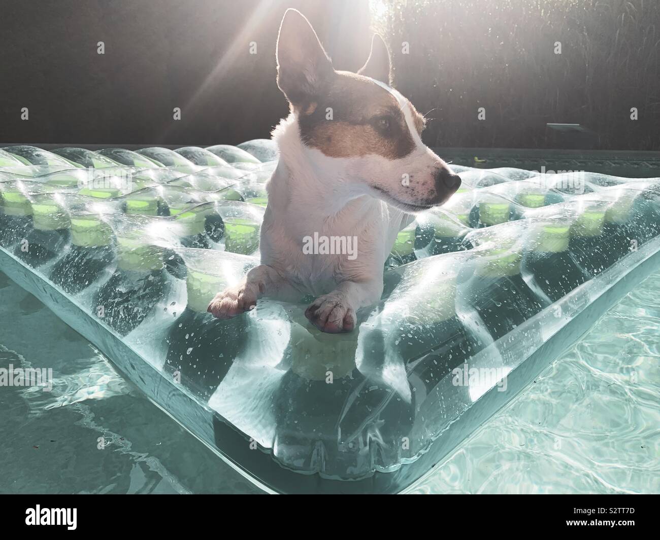 Jack Russell Terrier cane sdraiati su una piscina gonfiabile galleggiante su una calda giornata di sole in un cortile piscina - Immagine stock catturata con smartphone