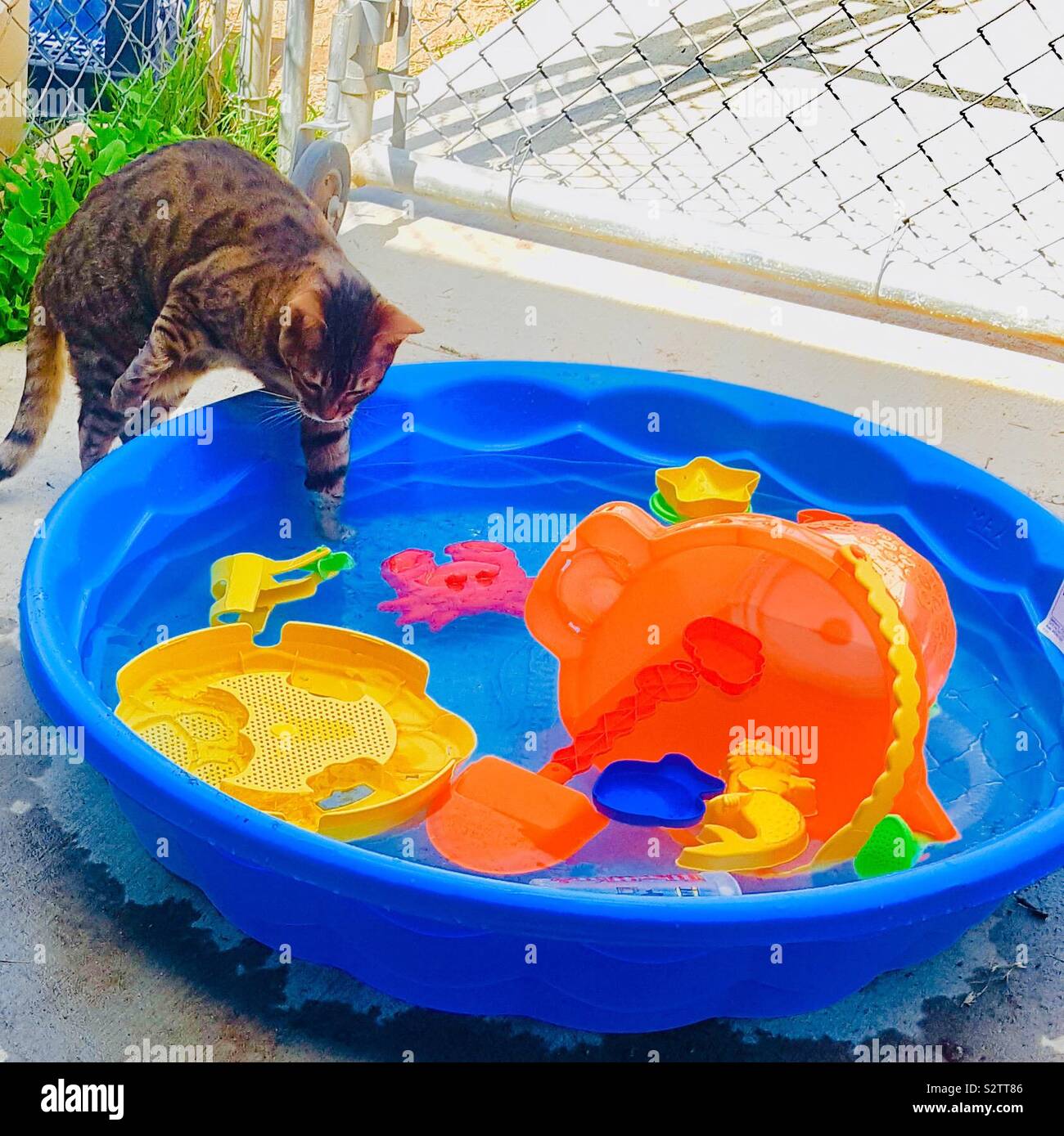 Cat toccando l'acqua Foto Stock