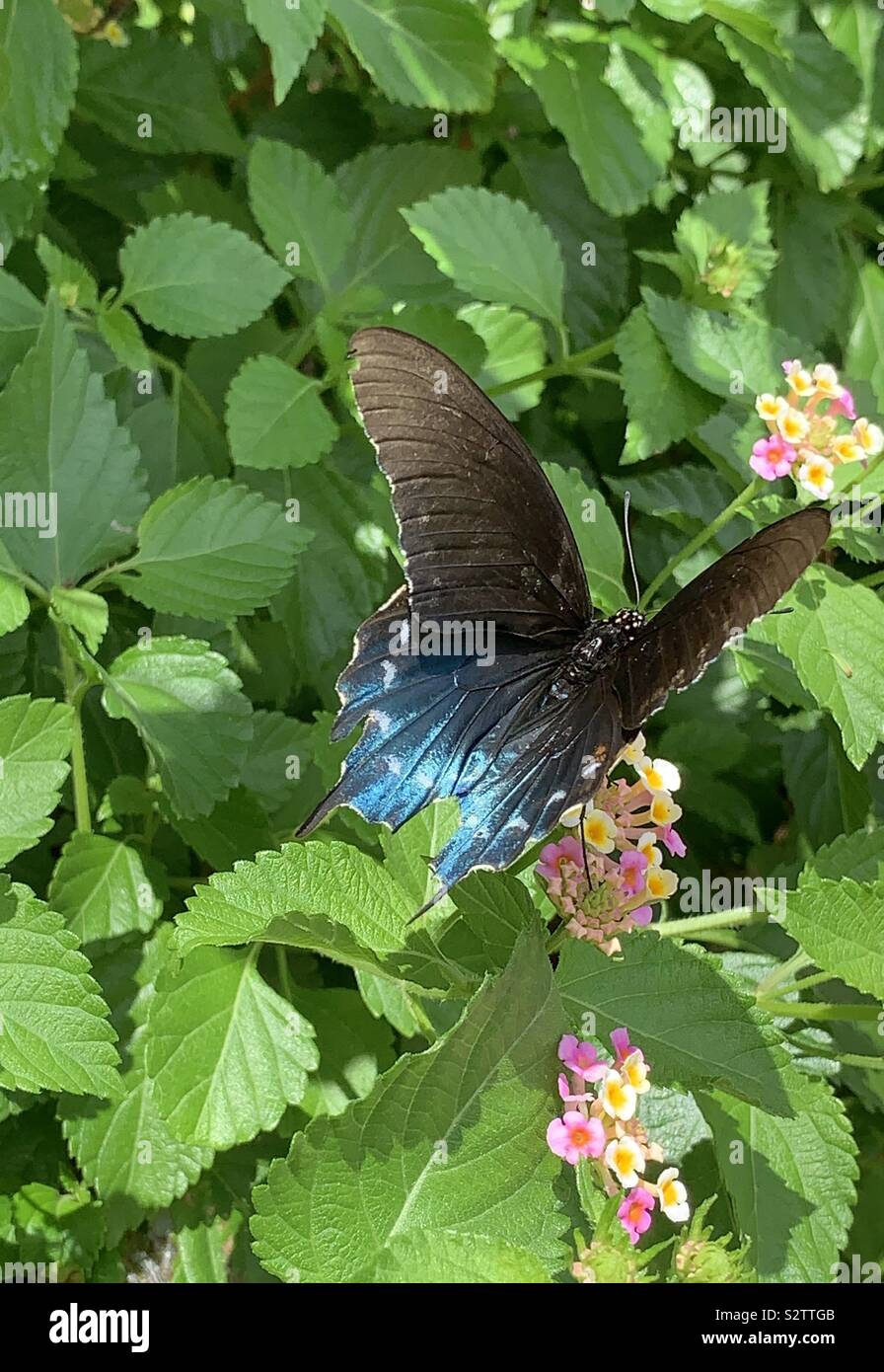 Primo piano della bellissima nero a farfalla a coda di rondine con punta blu ali Foto Stock