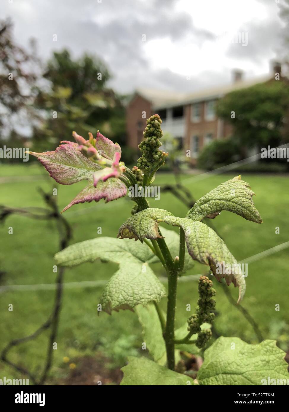 Vitigno in primavera. Esso ha una rosa di foglia. Una vecchia casa storica è in background. Foto Stock