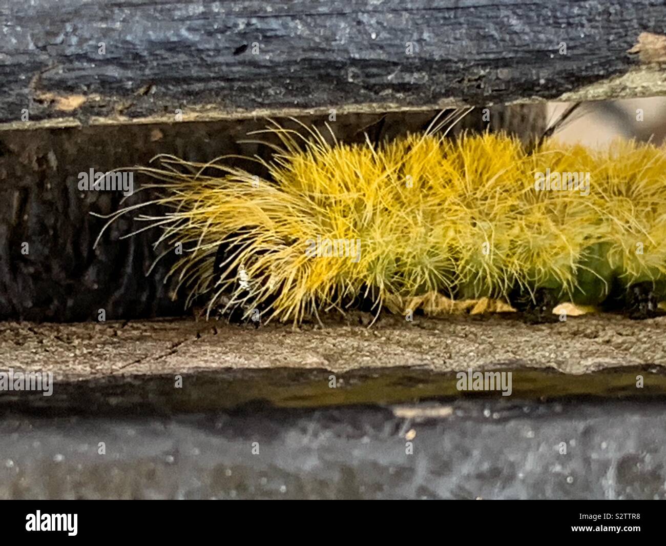 Di colore giallo brillante fuzzy e peloso pugnale americano Tarma (Acronicta americana) caterpillar che ha ciglia velenosi. Foto Stock