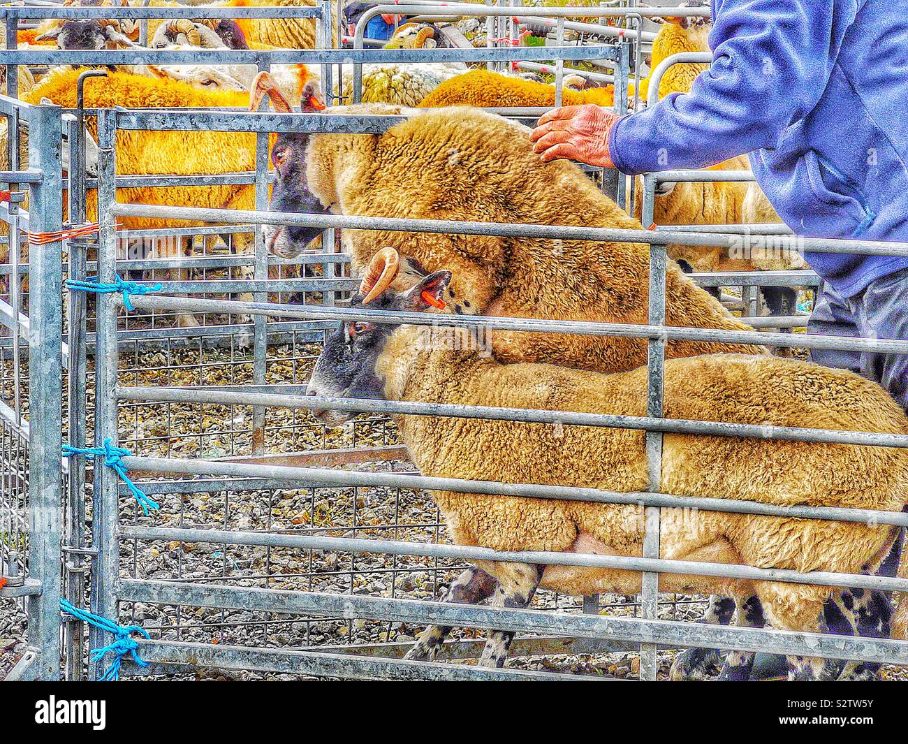 Pecore cercando di sfuggire durante il contenitore a giudicare, North Harris spettacolo agricolo, Tarbert, isola di Lewis e Harris, Ebridi Esterne, Scozia Foto Stock