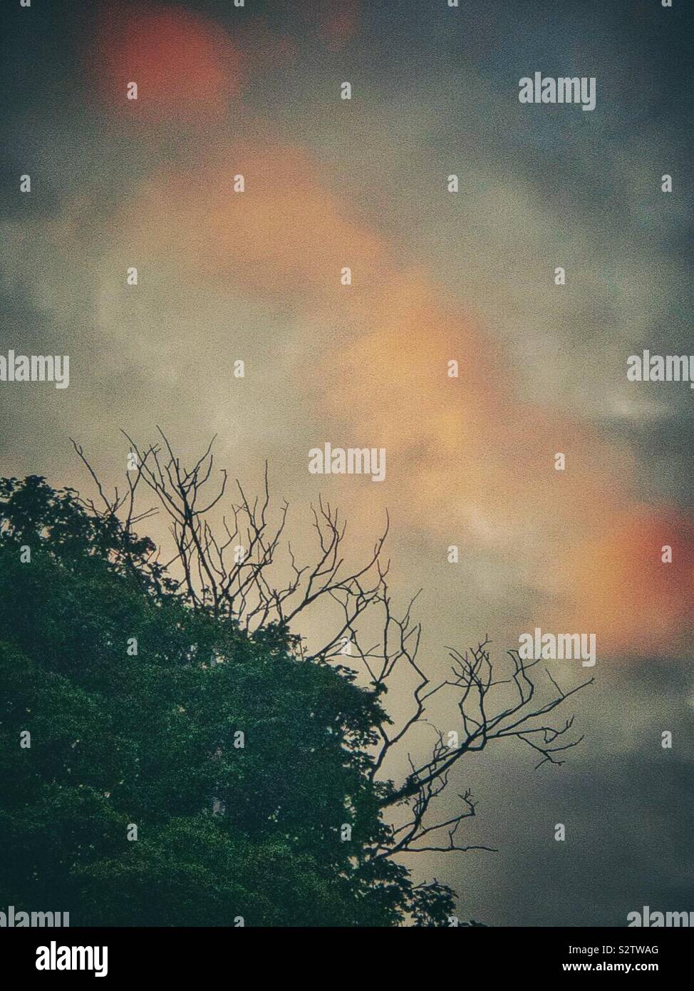 Cloud rossastro sopra gli alberi al tramonto. Foto Stock