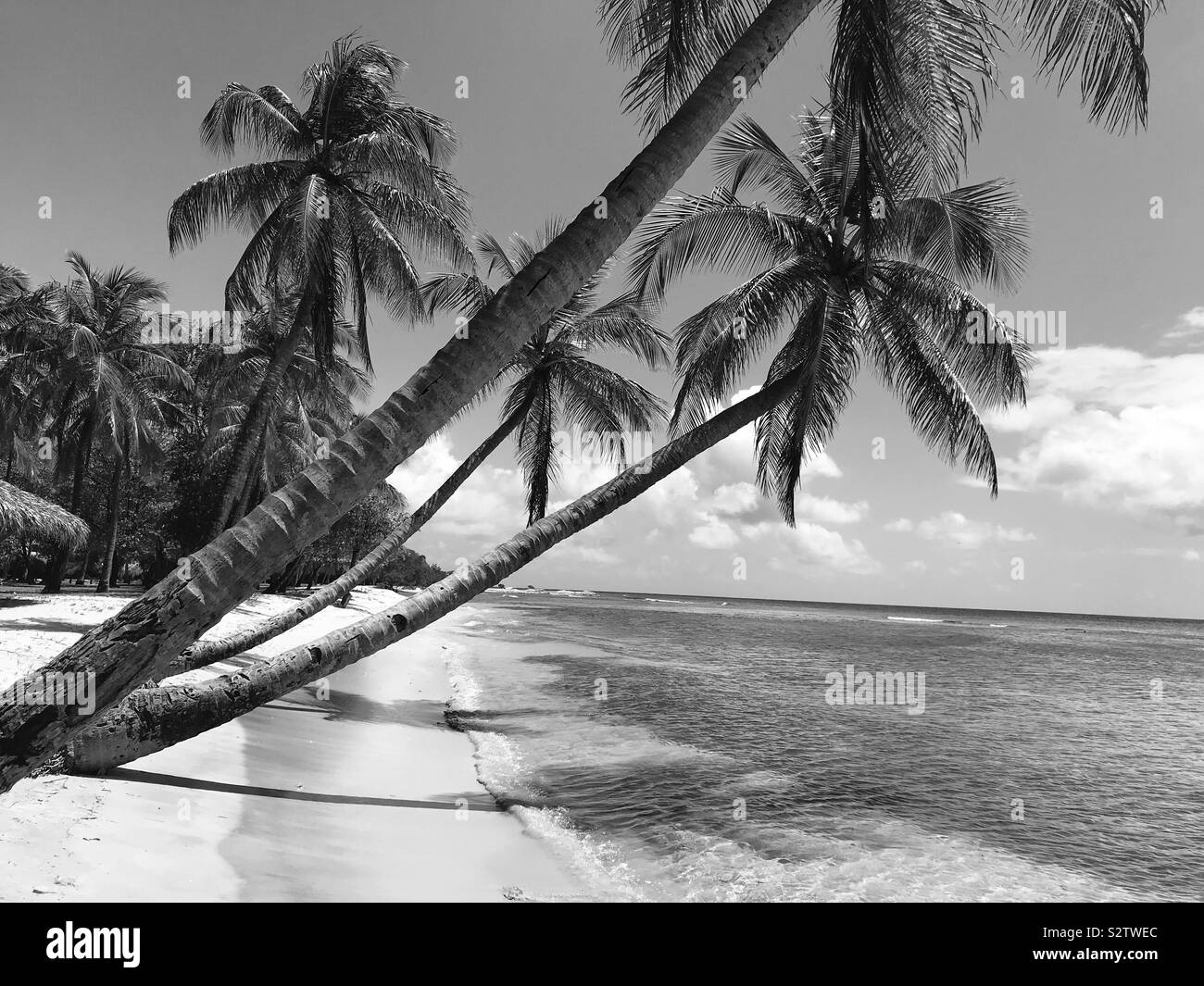 Palme appoggiata su una sabbia bianca spiaggia tropicale la creazione di ombre sul chiaro mare dei Caraibi - Mustique Island, St. Vincent e le Grenadine Foto Stock
