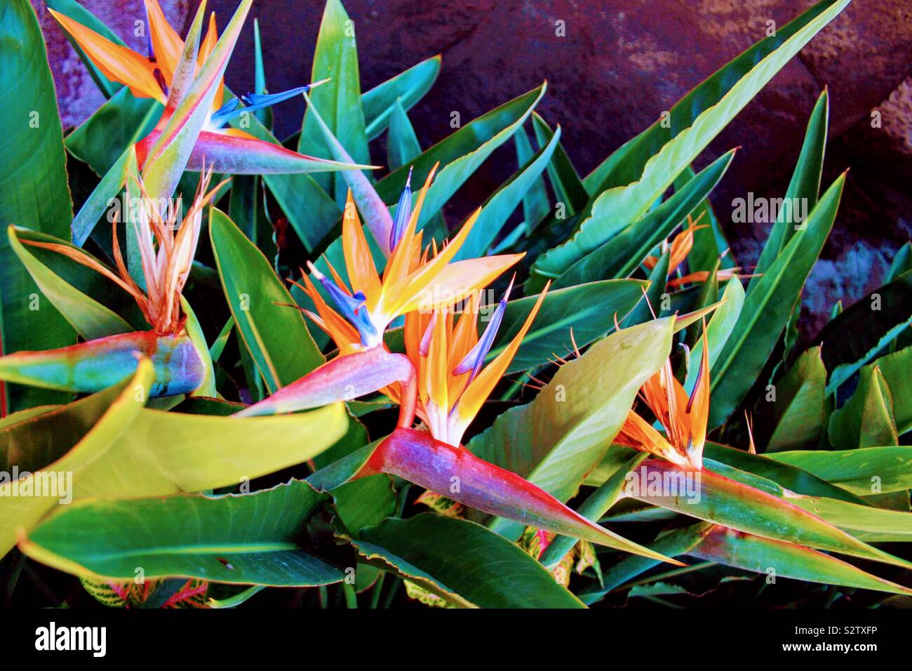 HAOSHICS 3 fiori artificiali per uccelli celesti, finti uccelli del paradiso Strelitzia, piante in finta seta, per casa, ufficio, matrimonio, decorazione Centerpeice (grande, blu