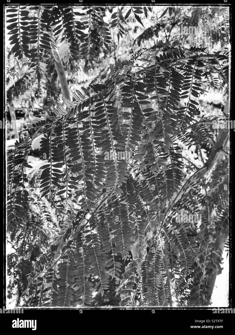 Foto in bianco e nero di foglie. Foto Stock