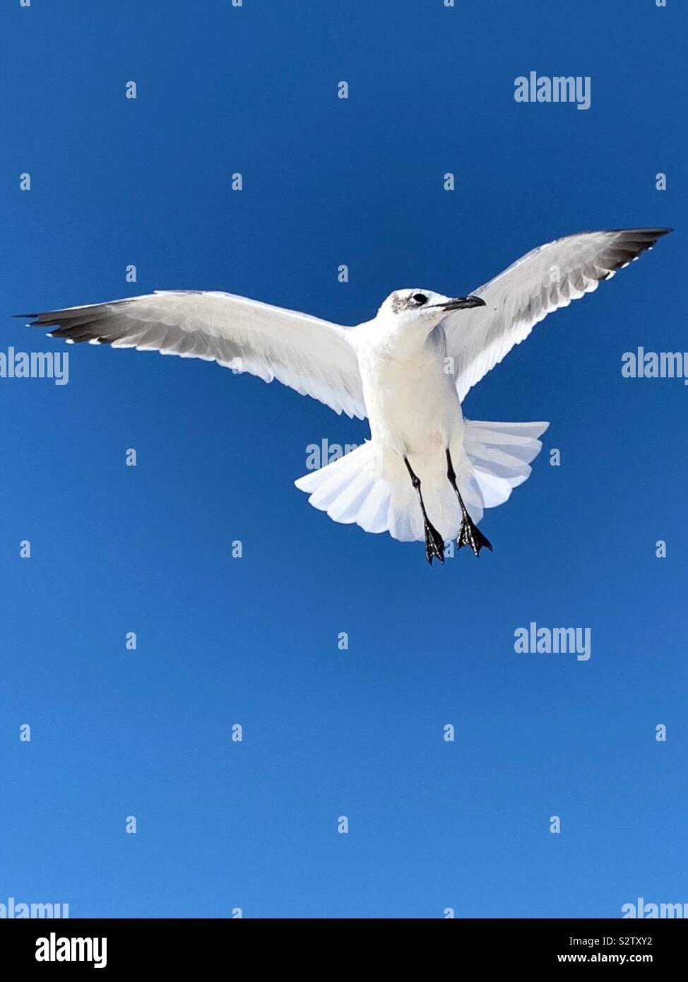Primo piano di un unico gabbiano bianco con con diffusione durante il volo con il cielo limpido - Immagine stock catturata con smartphone