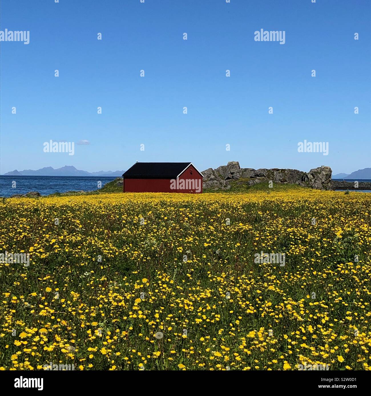 Campo di fiori, Hov, Isole Lofoten in Norvegia Foto Stock
