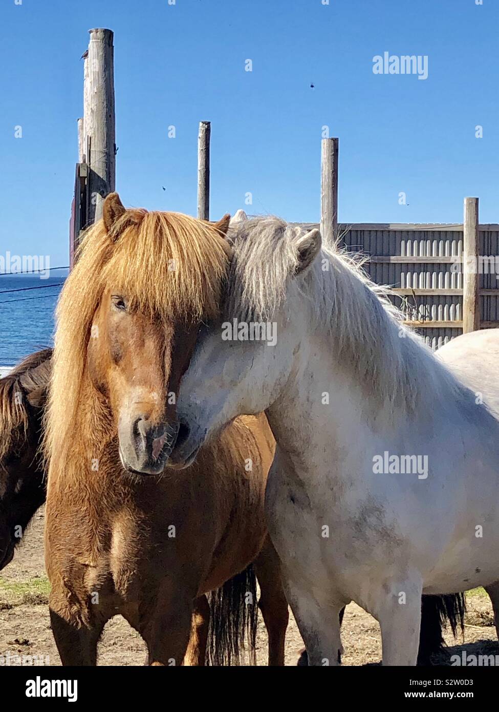Cavallini islandesi, Hov, Isole Lofoten in Norvegia Foto Stock