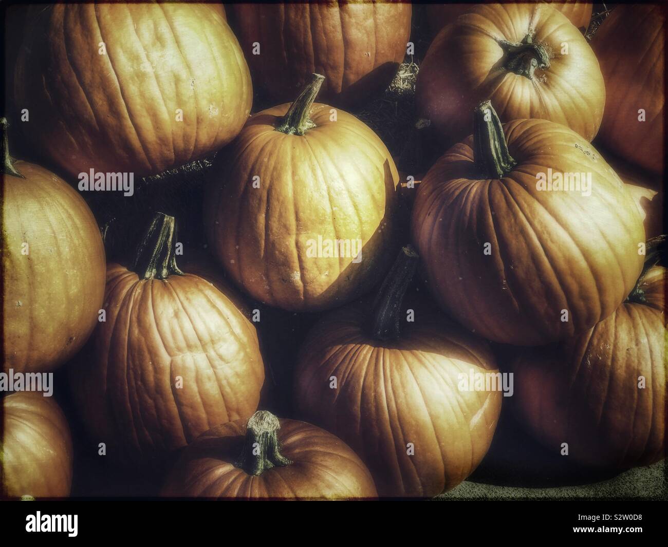 Drammatica natura morta autunnale delle zucche in Deep Shadow Foto Stock