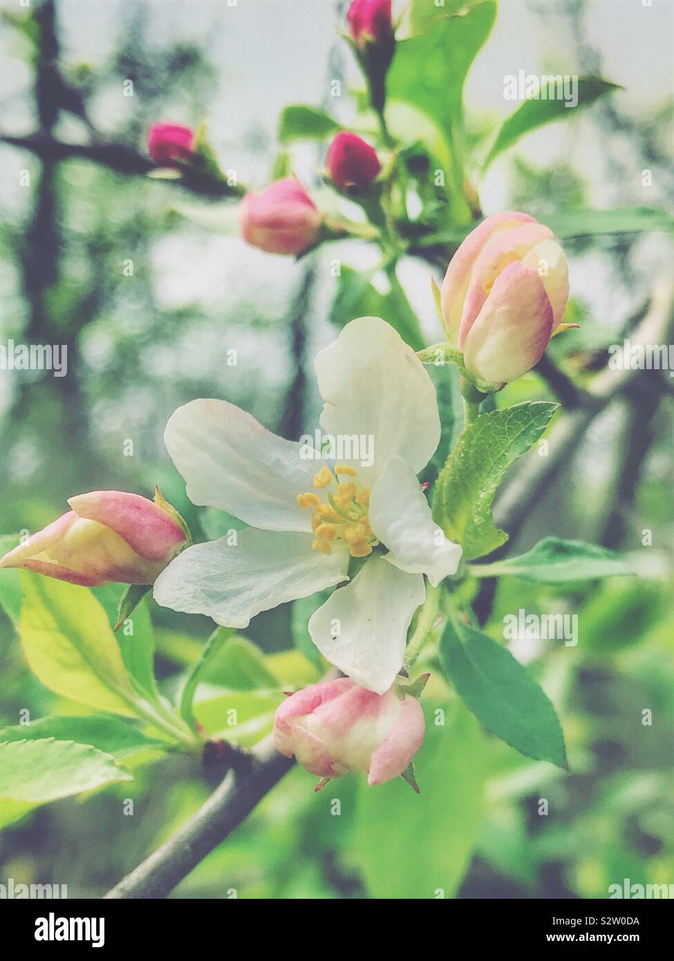 Immagine in colori pastello della primavera gemme su una struttura ad albero - Immagine stock catturata con smartphone
