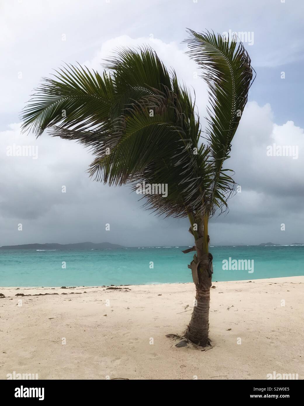 Solitario Palm Tree su una spiaggia con un cielo tempestoso tettuccio Foto Stock