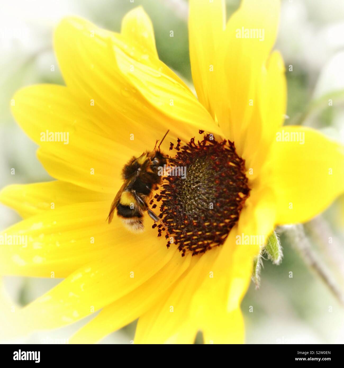 Bumble Bee su un piccolo girasole - Immagine stock catturata con smartphone