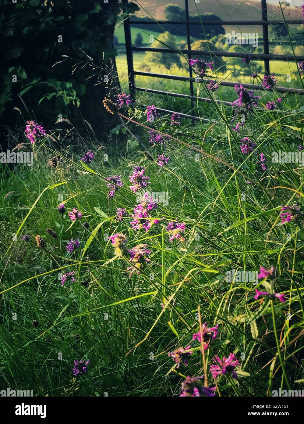 Viola selvatica Betony Stachys officinalis in un vicolo del paese. - Immagine stock catturata con smartphone