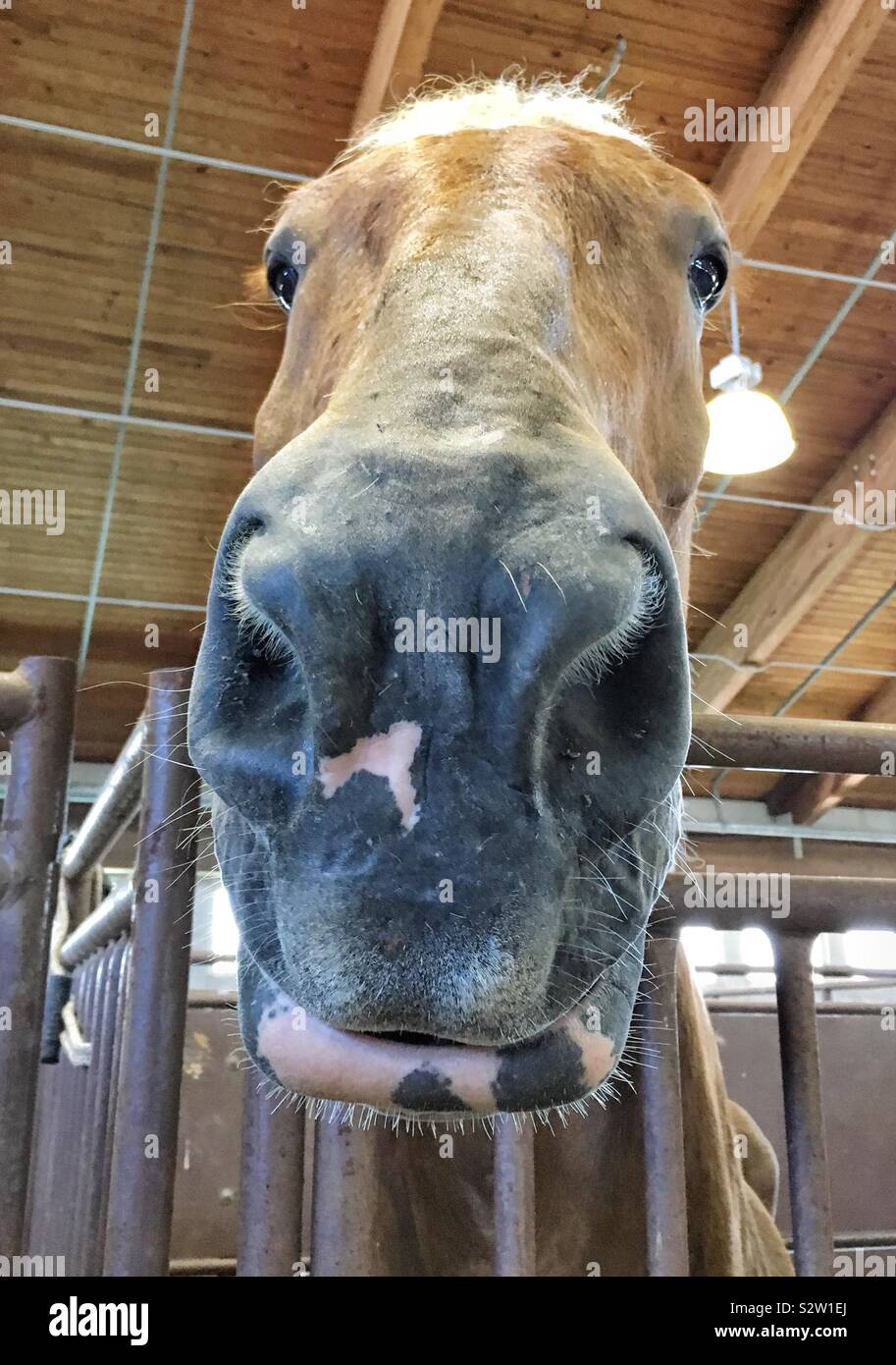 Infastiditi cavallo belga con riposte le orecchie e la testa sopra il suo box che mostra un enorme cavallo naso - Immagine stock catturata con smartphone