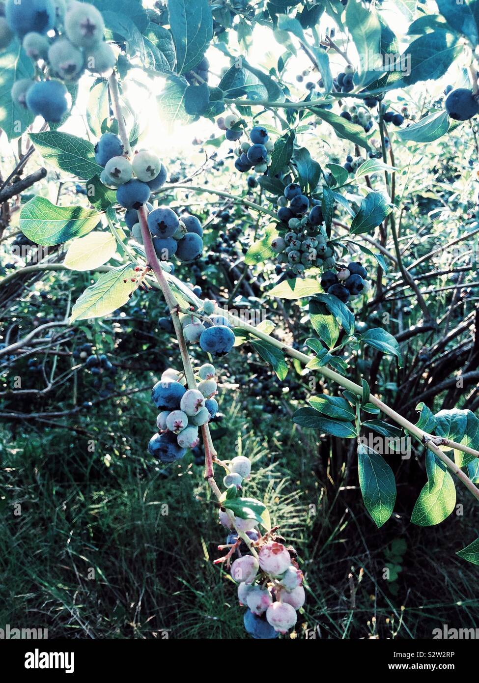 Mirtilli maturi sui rami - Immagine stock catturata con smartphone