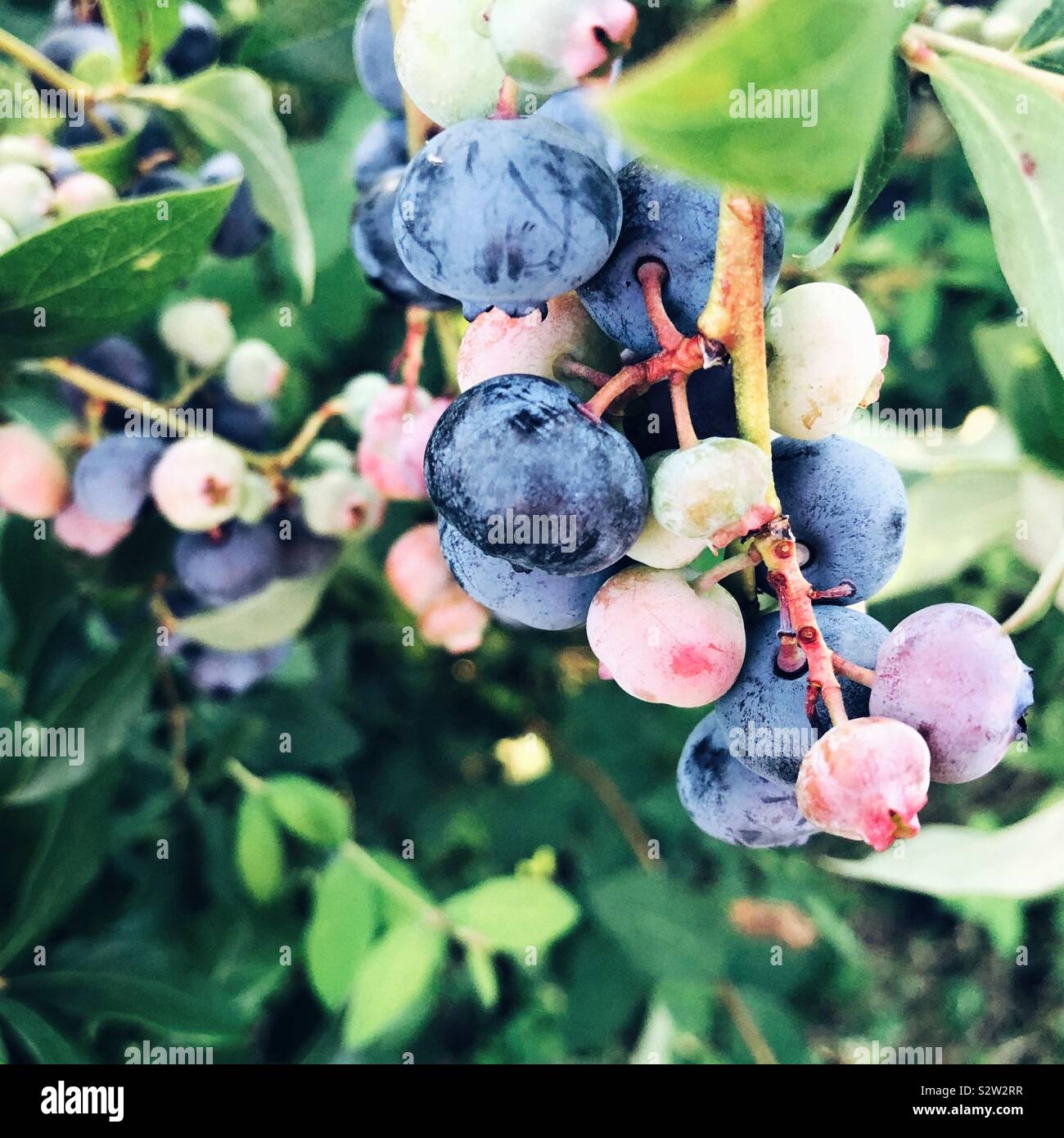 I mirtilli sul ramo - Immagine stock catturata con smartphone