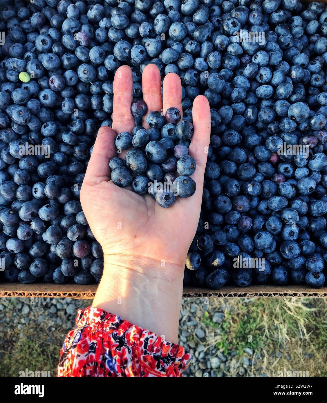 Estate harvest - mano azienda di mirtilli freschi Foto Stock