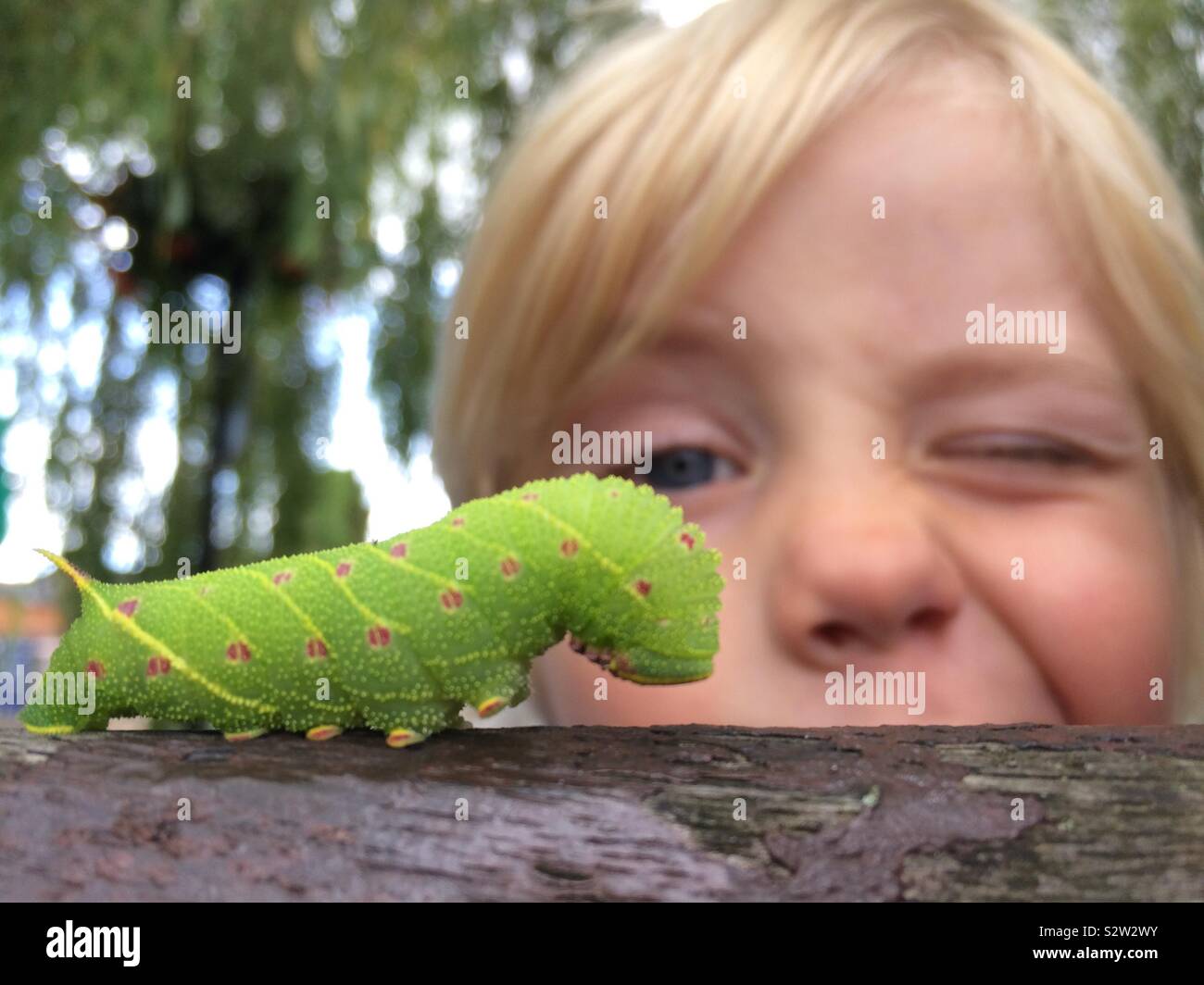 Un giovane ragazzo gode la visione di un pioppo Hawk-moth caterpillar su una panchina nel parco in Chepstow. Foto Stock