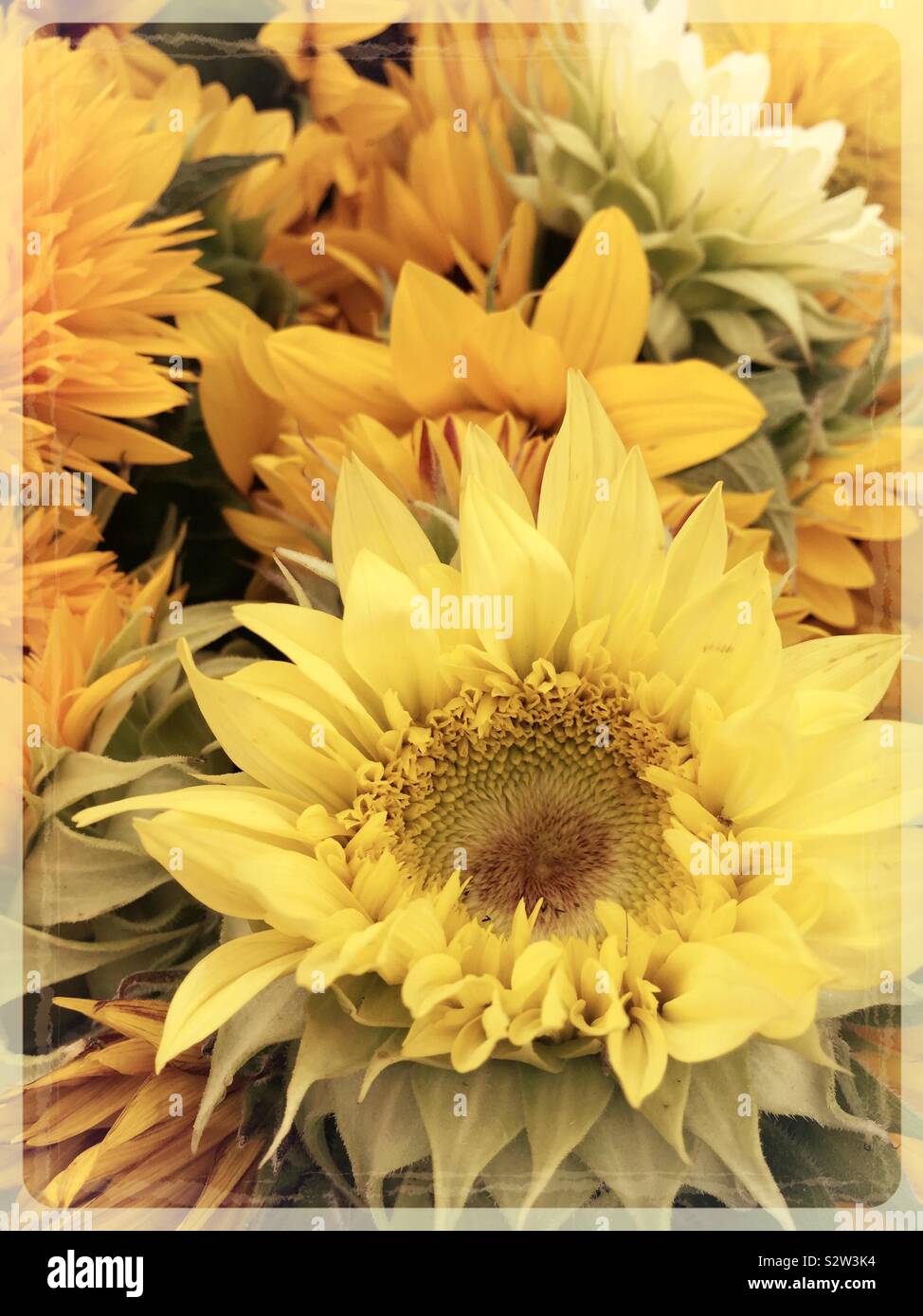 Chiudere fino ad un mazzo di girasoli giallo Foto Stock