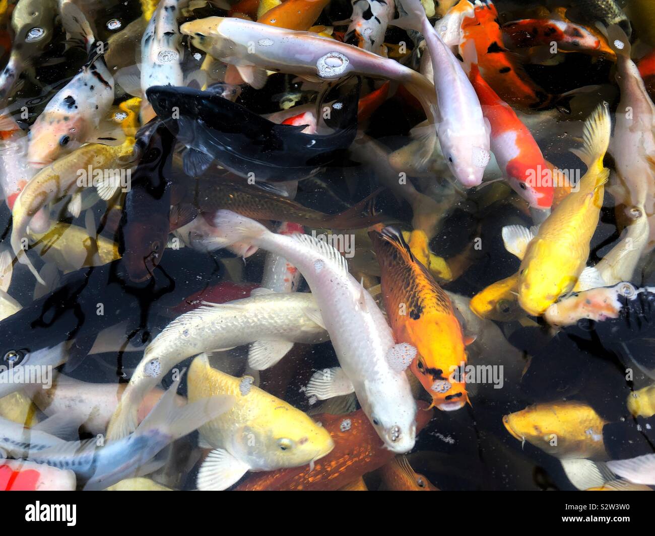 Carpe Koi in uno stagno di pesci Foto Stock