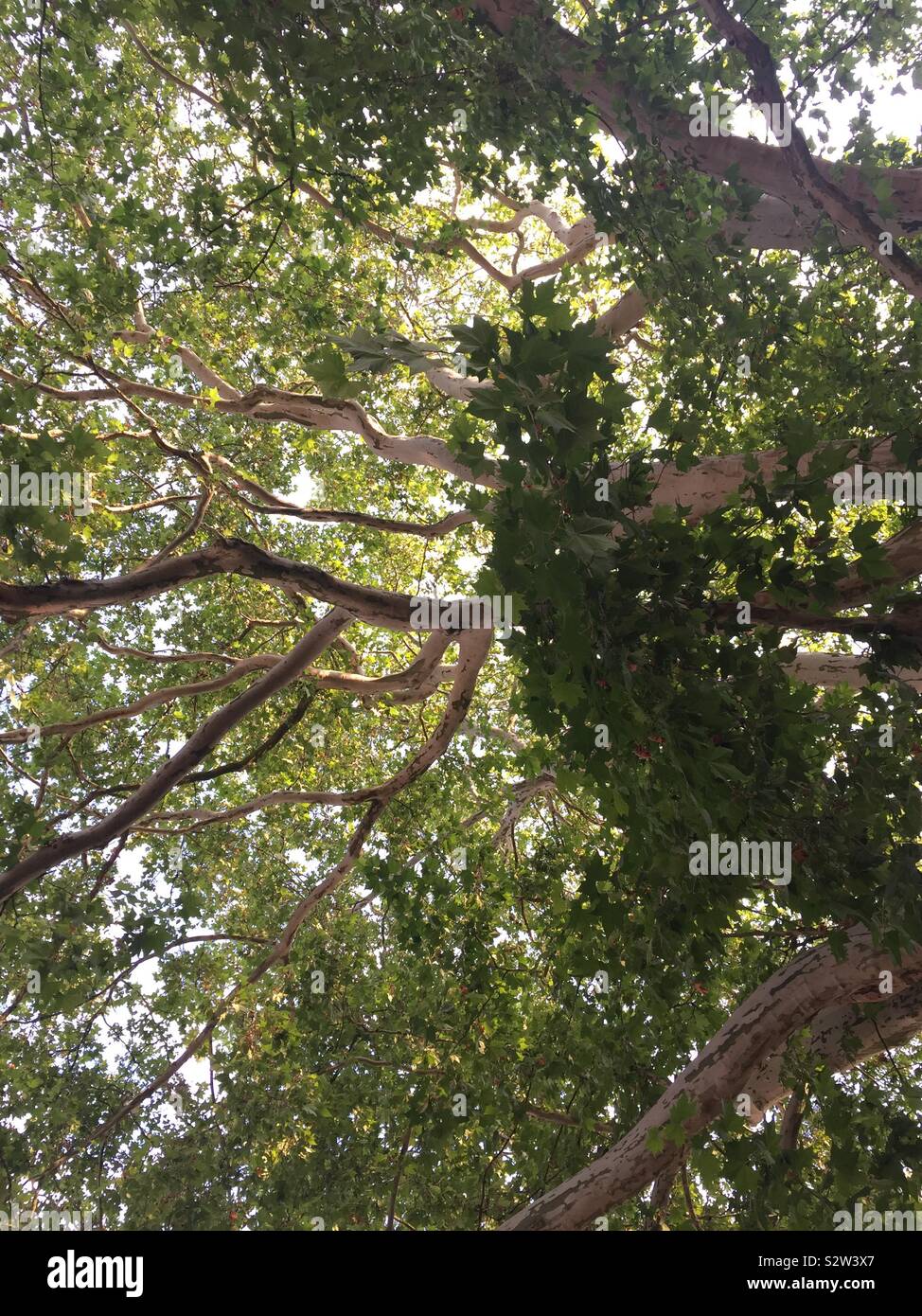 La tettoia di un London plane tree. Platanus acerifolia × Foto Stock