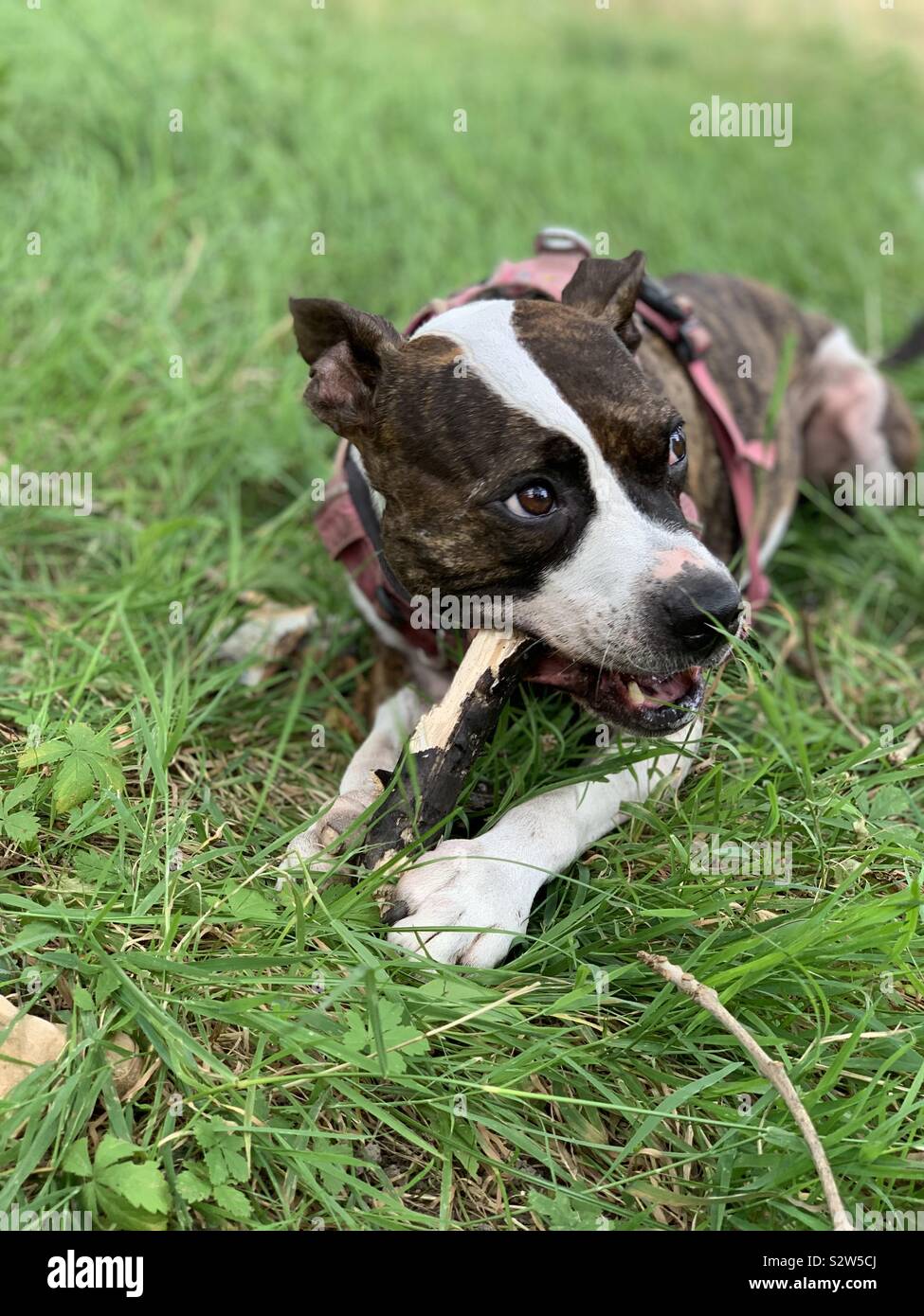 Betty il cane a masticare un bastone mentre sull'erba nel suo cavo rosa Foto Stock