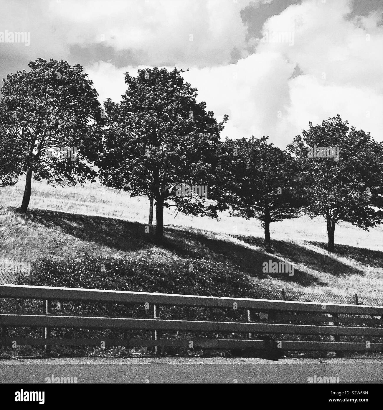 Quattro alberi su un terrapieno vicino a una strada, in bianco e nero Foto Stock