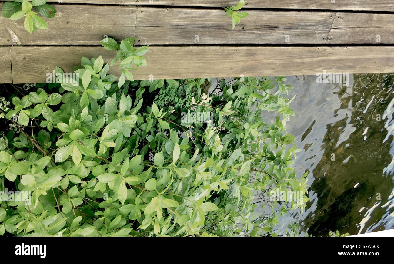 Waterside piante al dock - Immagine stock catturata con smartphone