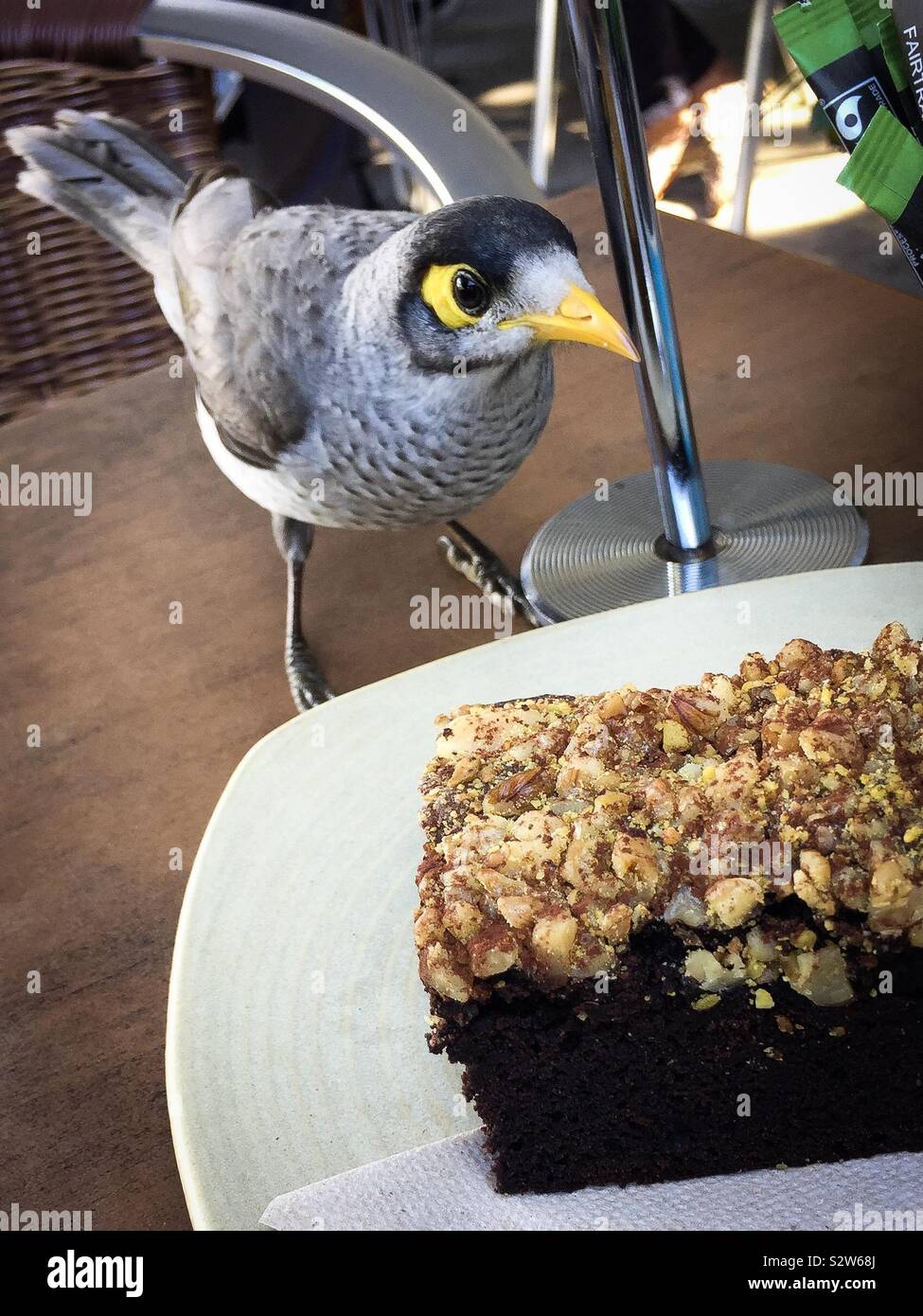 Un cheeky wild bird prevede di mangiare la torta Foto Stock