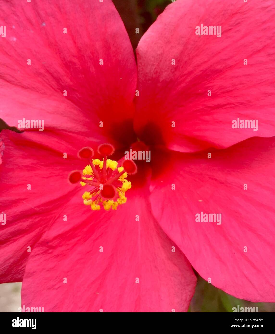 Hisbiscus rosa rosa Sinensis tess stami e psitils Foto Stock