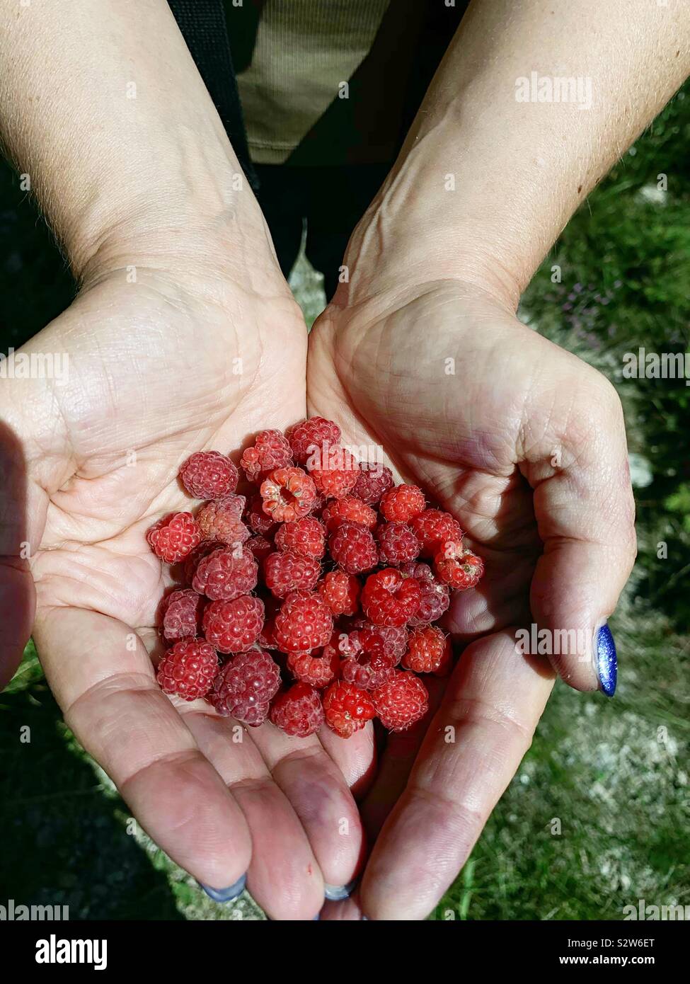 Mani riempite di lamponi. - Immagine stock catturata con smartphone